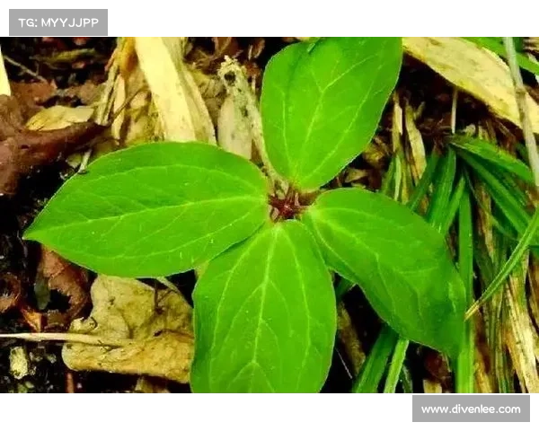 遗忘的草药之路